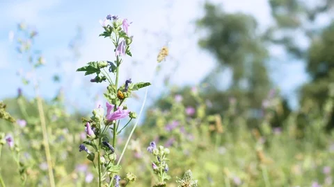Ladybug walking on a mallow flower in a beautiful meadow (2) Video stock 129442959
