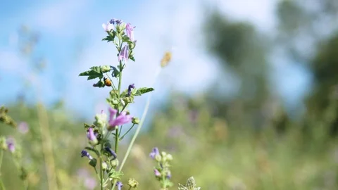 Ladybug walking on a mallow flower in a beautiful meadow Video stock 129443060