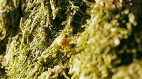 Ladybug is walking on moss covered tree in sunny day 스톡 동영상 64478923