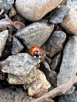 Ladybug Walking on Pebbled Ground Stock Photos