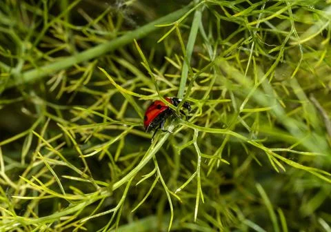 A ladybug walking Фото