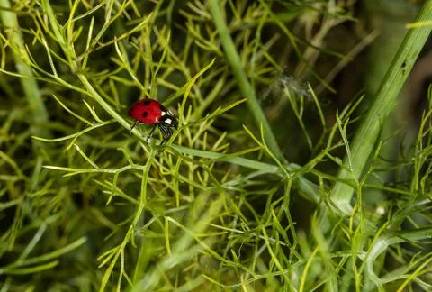 A ladybug walking Stock Photos
