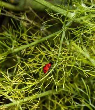 A ladybug walking Stock Photos