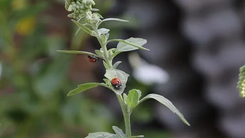 Ladybug walking on the plant in spring Stock Footage 225651021