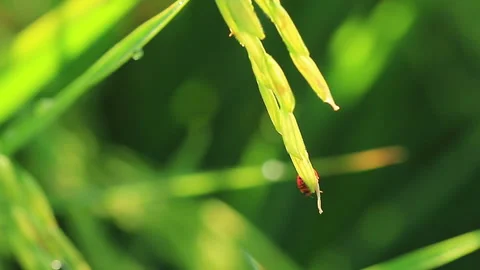 A ladybug walking on a rice plant Stock Footage 139902684