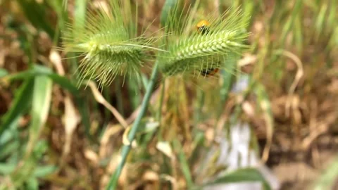 Ladybug walking in stem Stock Footage 336593191
