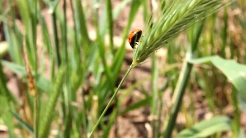 Ladybug walking in stem Stock Footage 336594347