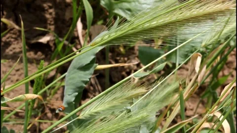 Ladybug walking in stem Stock Footage 336594406