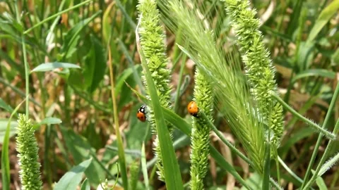 Ladybug walking in stem Stock Footage 336597748