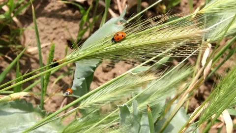Ladybug walking in stem Stock Footage 336597878