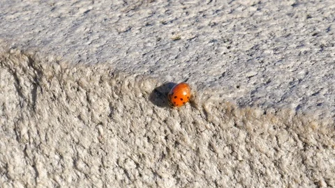 Ladybug walking on stone parapet Video stock 104013375