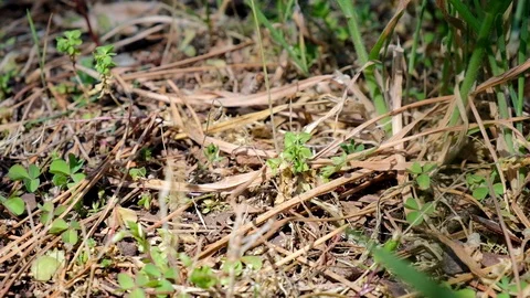 Ladybug walking through the grass Stock Footage 106088256