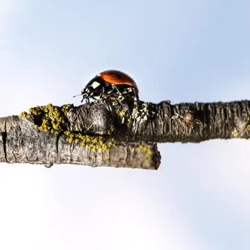 Ladybug walking on tree branch. Red insect with black dots on blue white back Stock Photos