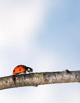 Ladybug walking on tree branch. Red insect with black dots on blue white back Stock Photos