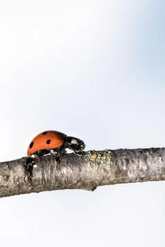 Ladybug walking on tree branch. Red insect with black dots on blue white back 库存照片
