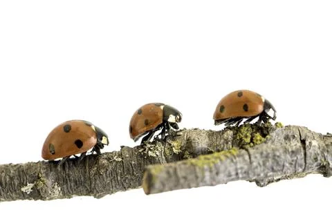 Ladybug walking on tree branch. Red insect with black dots on white backgroun Stock Photos