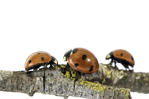 Ladybug walking on tree branch. Red insect with black dots on white backgroun Stock Photos