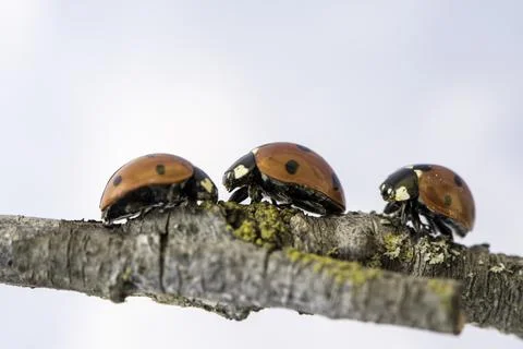 Ladybug walking on tree branch. Red insect with black dots on white backgroun Foto stock