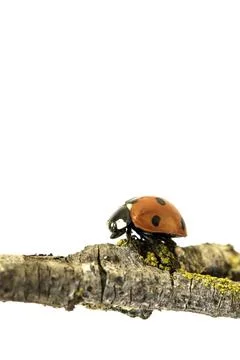 Ladybug walking on tree branch. Red insect with black dots on white backgroun Stock Photos