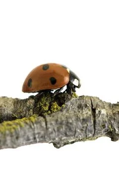 Ladybug walking on tree branch. Red insect with black dots on white backgroun Foto stock