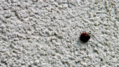 Ladybug walking on wall surface. Stock Footage 226414757