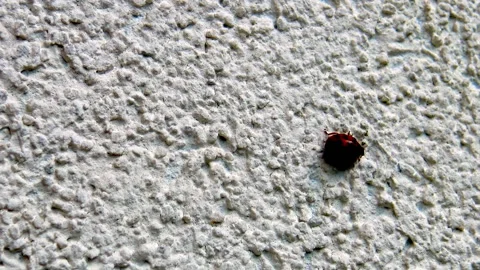 Ladybug walking on wall surface. Vidéo 226414769