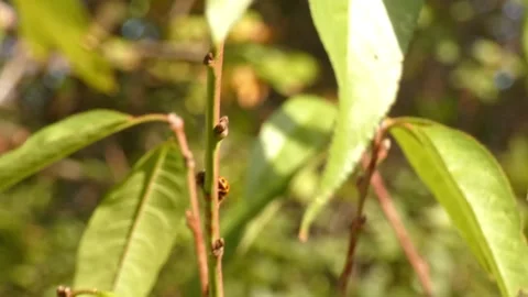 Ladybug walking on walnut branch, panning Vídeo Stock 336405693
