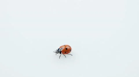 Ladybug walking on the white backgound and try fly away Stock Footage 52768939