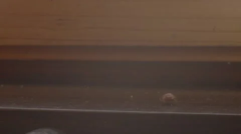 Ladybug walks in 4k Stock Footage 54244380