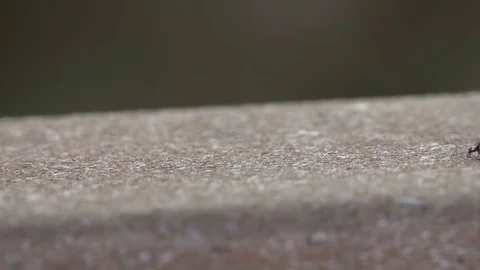 Ladybug Walks 4K Stock Footage 78713155