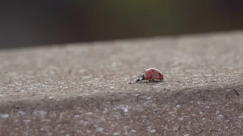 Ladybug Walks 4K Stock Footage 78713170