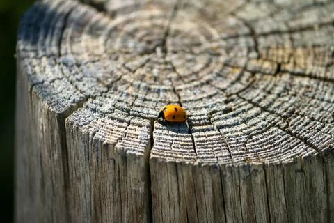 Ladybug walks on the lifelines of a tree trunk Stock Photos