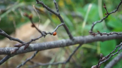 Ladybug walks in the tree branch. Vídeos de archivo 92637390