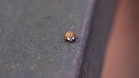 A ladybug walks on a wooden surface Video stock 320673609