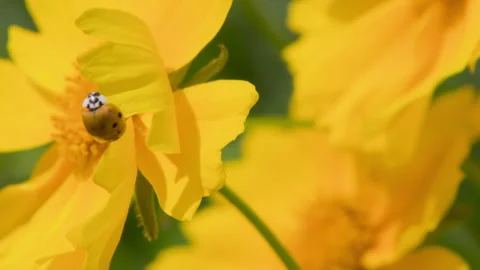 The ladybug was crawling on the chamomile and suddenly flew away Stock Footage 241921256