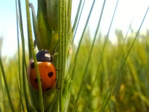 Ladybug in wheat corn Stock Photos