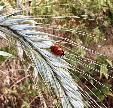 Ladybug on Wheat Ear Macro Nature Agriculture Stock Photos