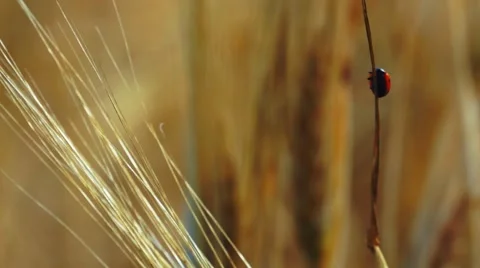 Ladybug on Wheat Stock Footage 50633813