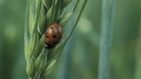 Ladybug in the wheat 動画素材 64799794