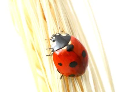 Ladybug on wheat Stock Photos