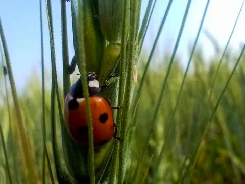 Ladybug in wheat Stock Photos