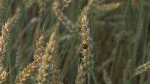Ladybug on wheat plant Stock Footage 93173931