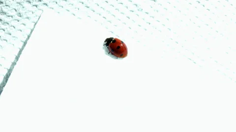 Ladybug on white background Stock Footage 38365222