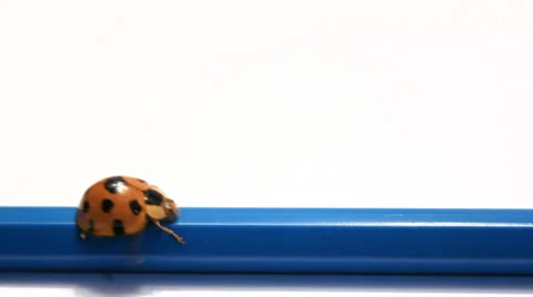 Ladybug on white background Stock Footage 43208276