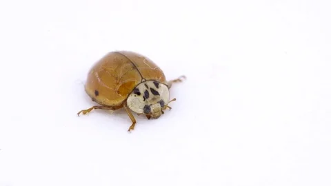 Ladybug on white background Stock Footage 123860762