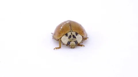 Ladybug on white background Stock Footage 123860911