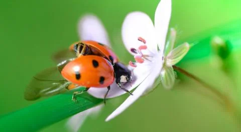 Ladybug on the white chamomiles Stock Photos