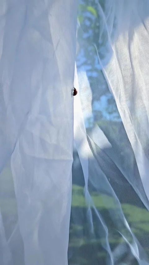 Ladybug on White Curtain Stock Footage 315471096