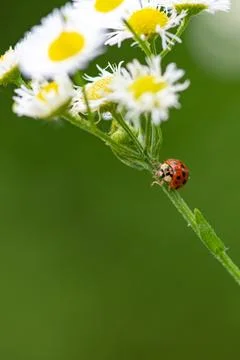 Ladybug on white daisy. Macro flower insect closeup. Spring wildflower garden Stock Photos