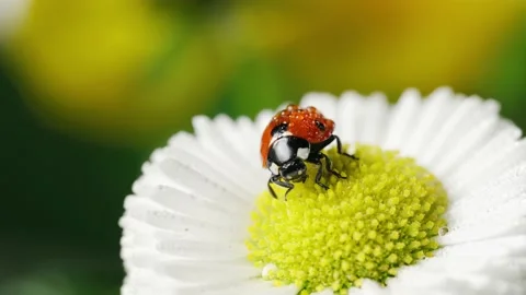 Ladybug on white flower with bright yellow stamens Stock Footage 237399786